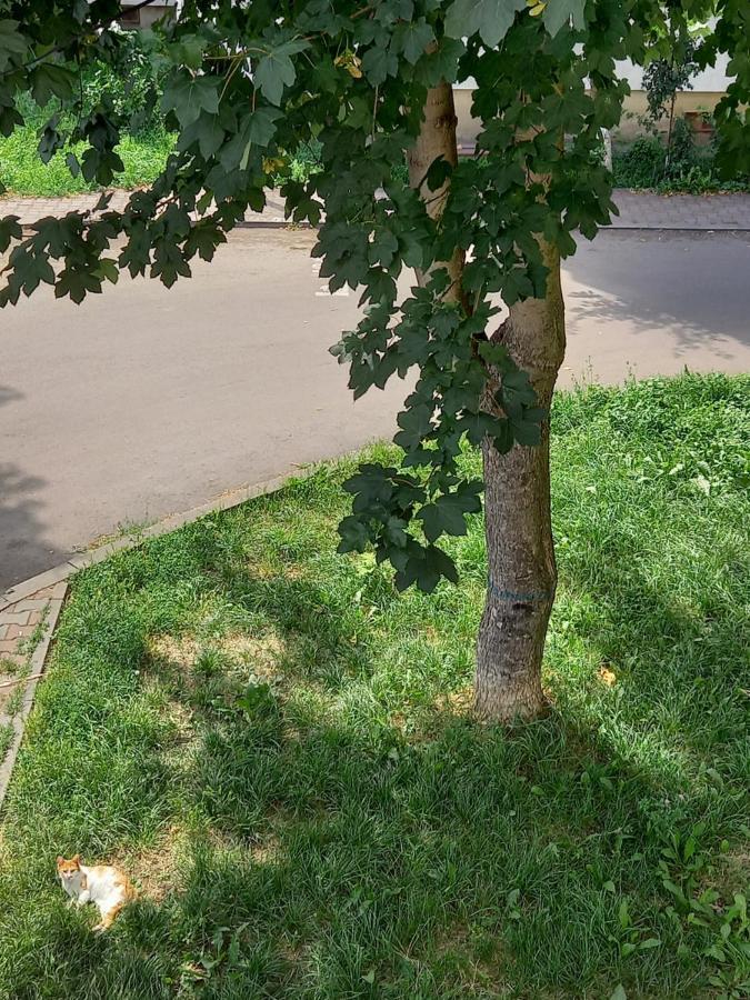 Alma Apartament Piatra Neamt Bagian luar foto